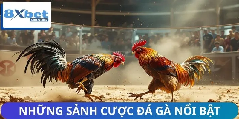 Vì Sao Đá Gà Live 8XBET Được Ưa Chuộng? Giải Đáp Ngay 2 Trải nghiệm ngay những sảnh cược Hot nhất