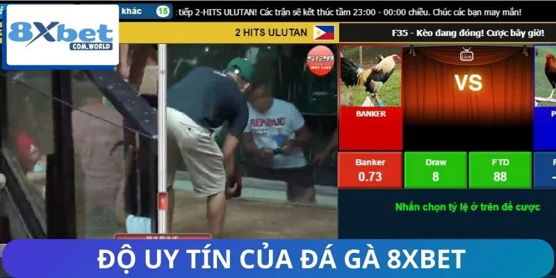 Đánh giá sàn đá gà 8XBET khách quan