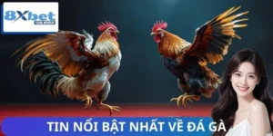 Tổng Hợp Tin Nổi Bật Nhất Về Đá Gà 8XBET – Cập Nhật Nóng Hổi