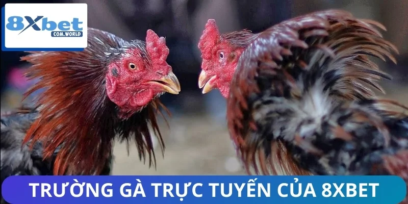 Giới thiệu nhanh về cách trường gà trực tuyến